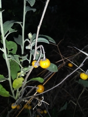 Solanum elaeagnifolium