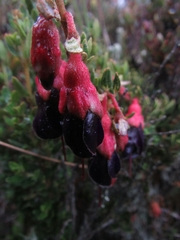 Brachyotum strigosum