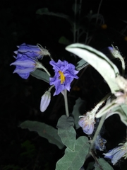 Solanum elaeagnifolium