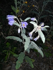 Solanum elaeagnifolium