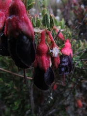 Brachyotum strigosum