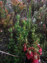 Brachyotum strigosum