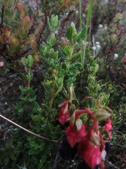 Brachyotum strigosum