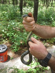 Coluber constrictor anthicus