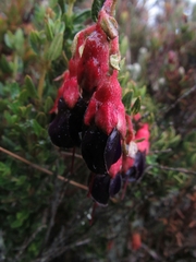 Brachyotum strigosum