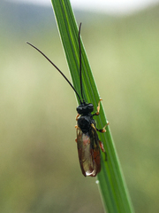 Tryphoninae