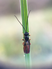 Tryphoninae