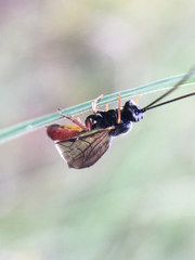 Tryphoninae