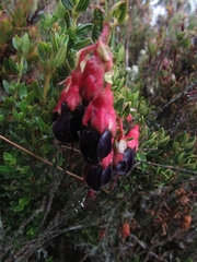 Brachyotum strigosum