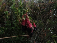 Brachyotum strigosum