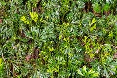 Elaphoglossum peltatum