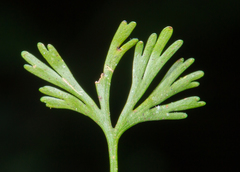 Elaphoglossum peltatum