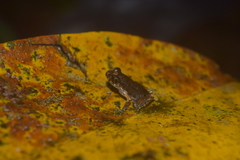 Leptobrachella gracilis