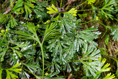 Elaphoglossum peltatum