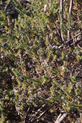 Metalasia pulchella