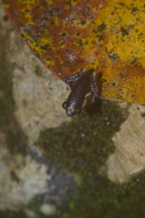 Leptobrachella gracilis