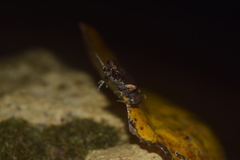 Leptobrachella gracilis