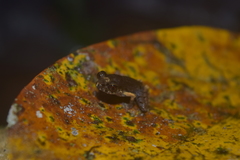 Leptobrachella gracilis
