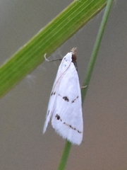Leptosteges vestaliella