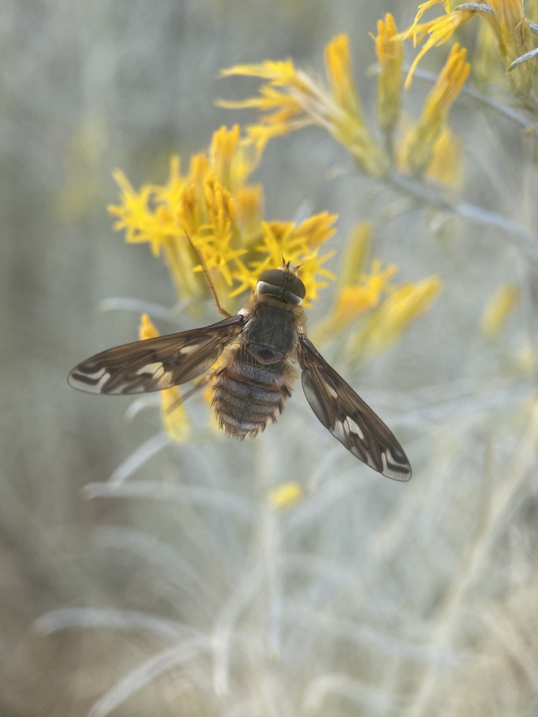 Williston's bee fly