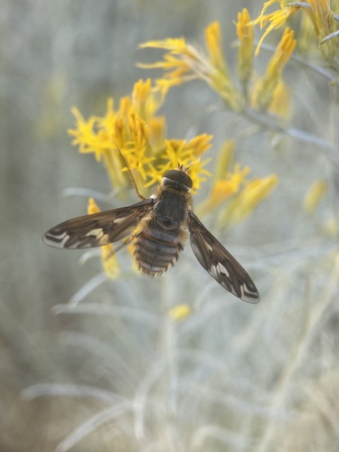 Williston's bee fly