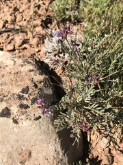 Astragalus jejunus