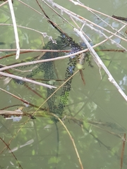 Pelobates fuscus insubricus