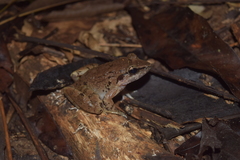 Limnonectes paramacrodon