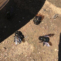 Xylocopa californica californica