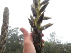 Puya nitida