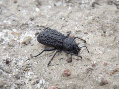 Talaurinus halmaturinus