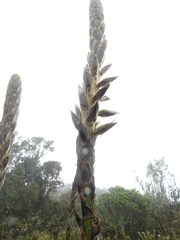 Puya nitida