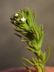 Thesium scabrum