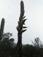 Puya nitida