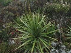 Puya nitida