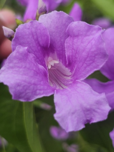 Fridericia floribunda, photograph 4