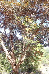 Sarcolaena codonochlamys image