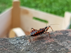 Rhynocoris iracundus