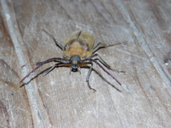 Acanthinodera cumingii