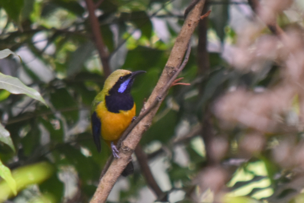 Leafbirds