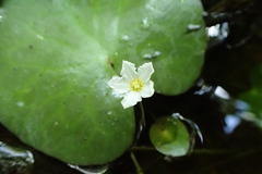 Nymphoides aquatica