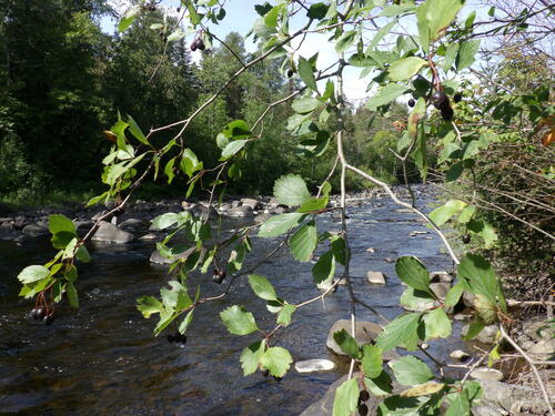 Crataegus douglasii