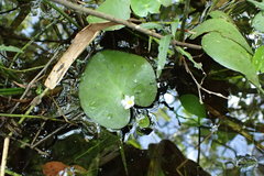 Nymphoides aquatica