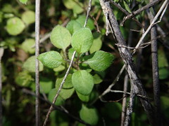Leptostigma setulosum