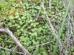 Leptostigma setulosum