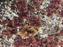 Azolla filiculoides image