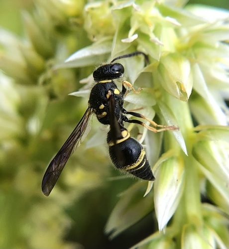 Smiling Mason Wasp photo 6