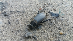 Gryllus bimaculatus