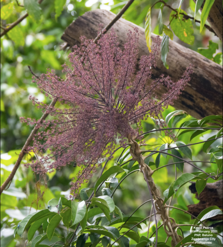 Schefflera clementis
