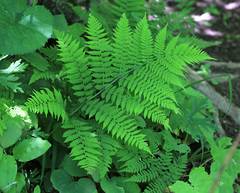 Cornopteris crenulatoserrulata